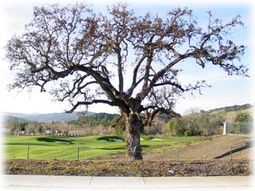 Majestic oak tree at Eagle Ridge